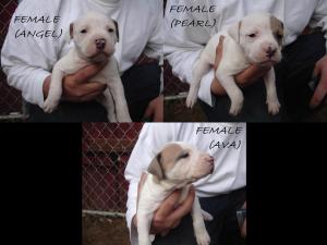 PitbullPuppies